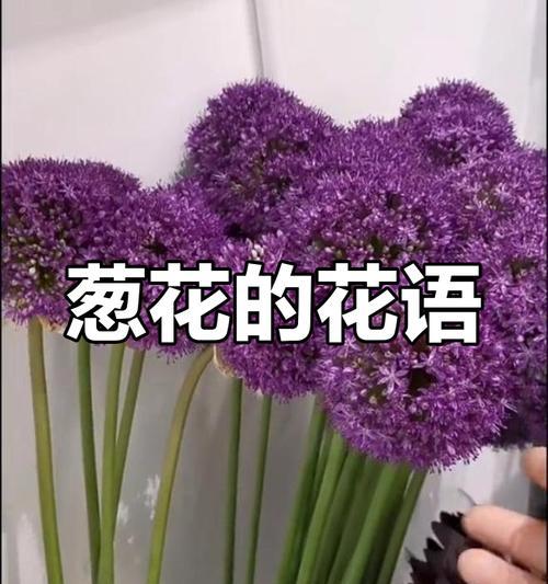 小葱苗象征着什么样的花语？