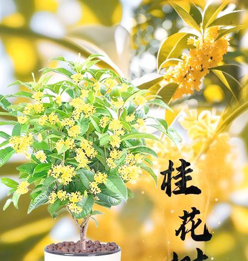 仙女树的寓意与花语是什么？