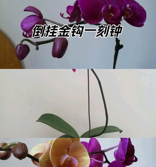 潮兰花的寓意和花语分别是什么？