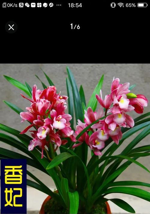 潮兰花的寓意和花语分别是什么？