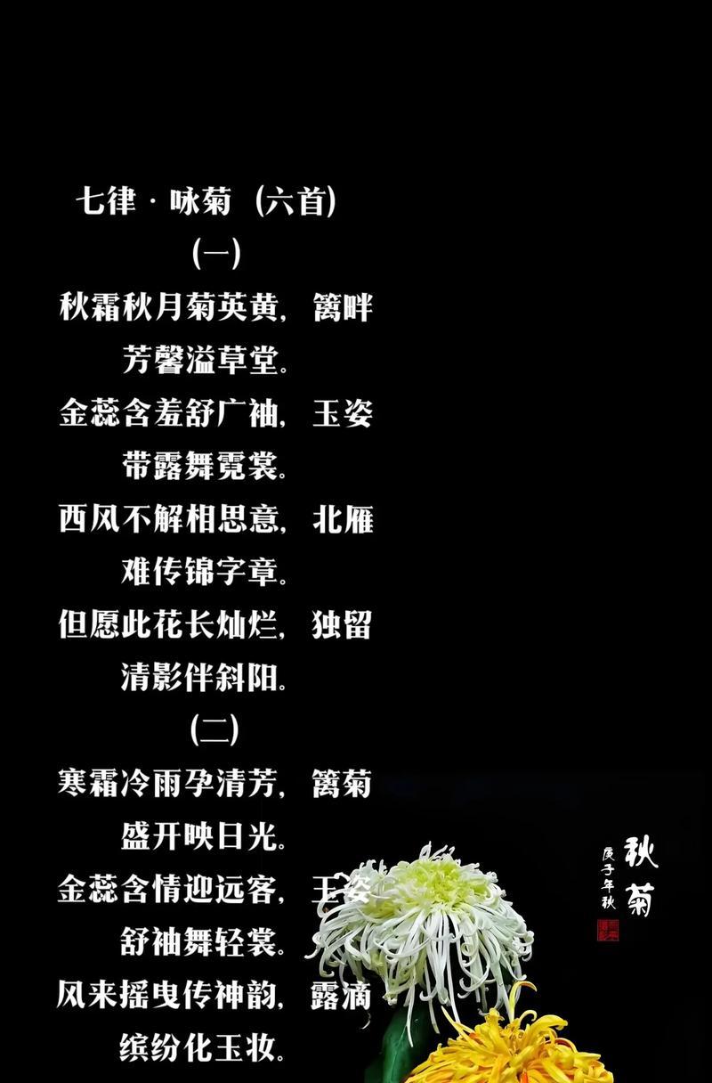 紫菊的花语代表什么？