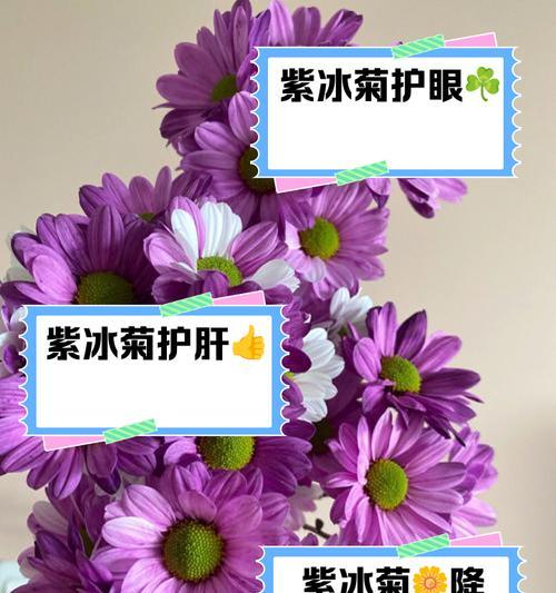 紫菊的花语代表什么？