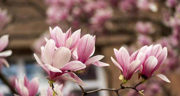 木兰花的花语代表什么？木兰花有哪些寓意？