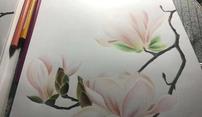 木兰花的花语代表什么？木兰花有哪些寓意？