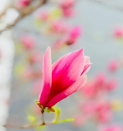 木兰花的花语代表什么？木兰花有哪些寓意？