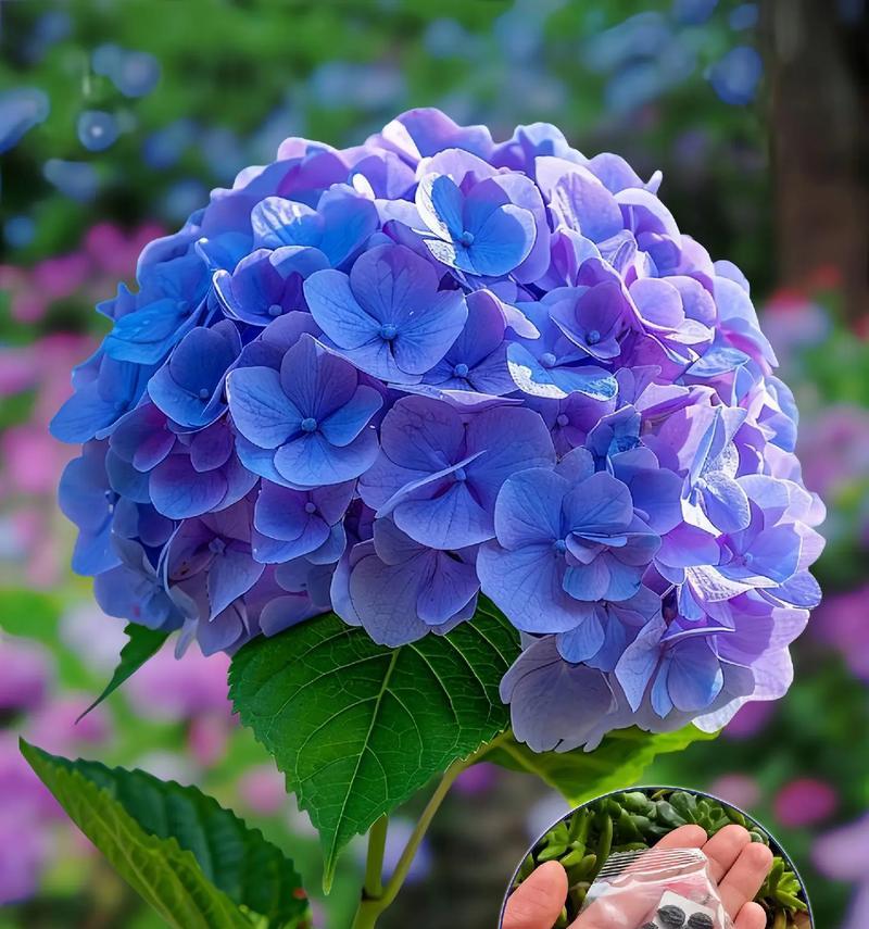 表达珍惜感情应该选择什么花？花语中有哪些是关于珍惜的？