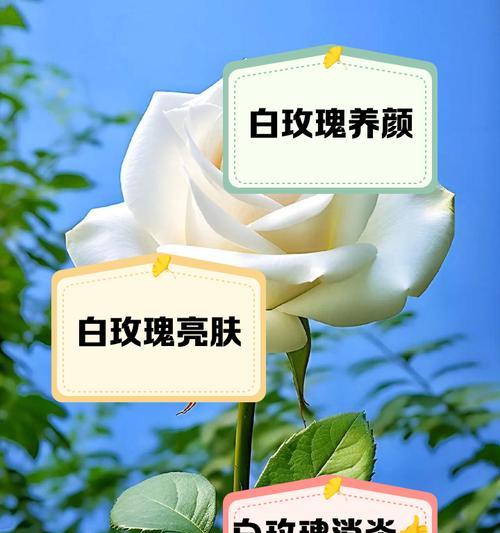 白玫瑰的花语如何理解？