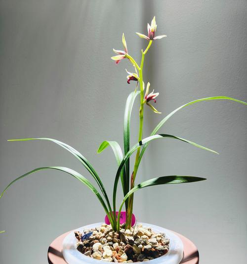 兰花的花语是什么语录短句？兰花的寓意有哪些？