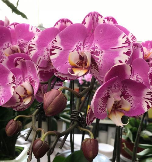 兰花的花语是什么语录短句？兰花的寓意有哪些？