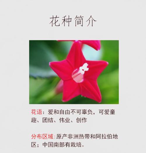 哪种花的花语代表自由？