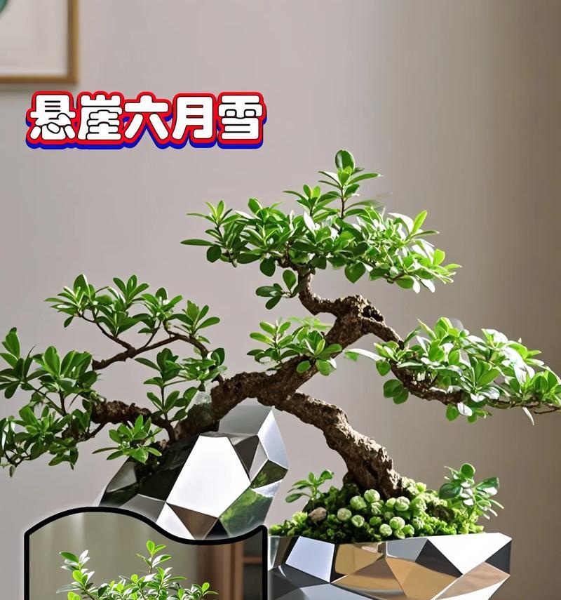悬崖六月雪的花语是什么？它象征着怎样的情感？
