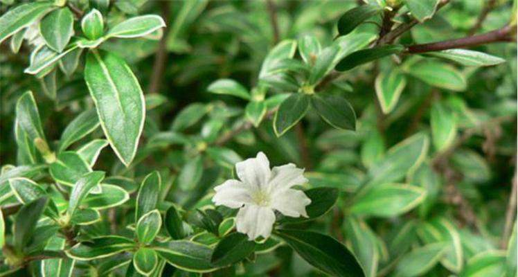 悬崖六月雪的花语是什么？它象征着怎样的情感？