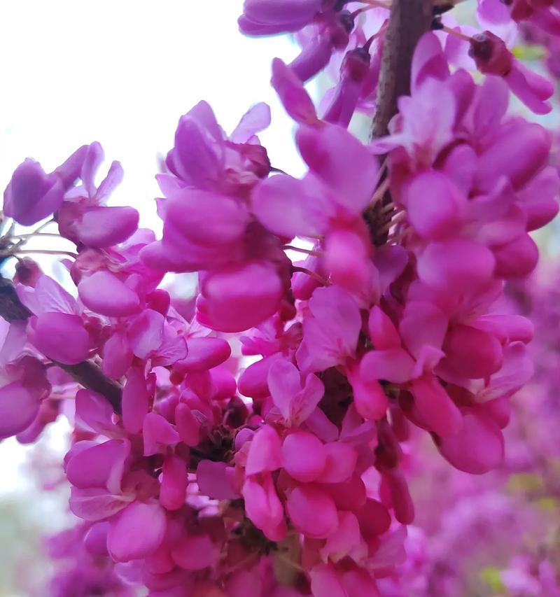 春天的花卉有哪些特别的含义？