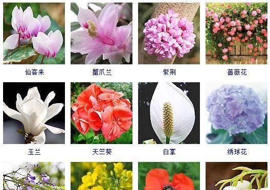 春天的花卉有哪些特别的含义？