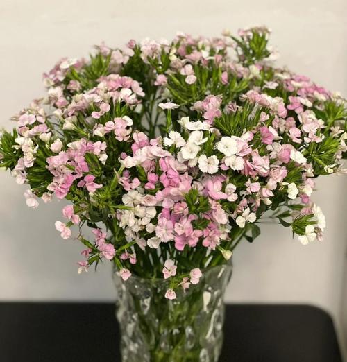 秋冬季节相思花语有何深意？
