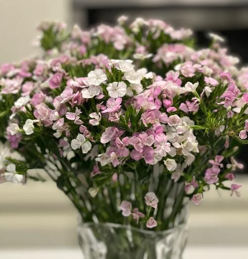 秋冬季节相思花语有何深意？