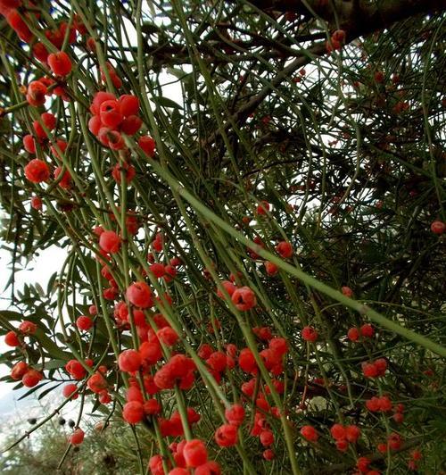 秋冬季节相思花语有何深意？