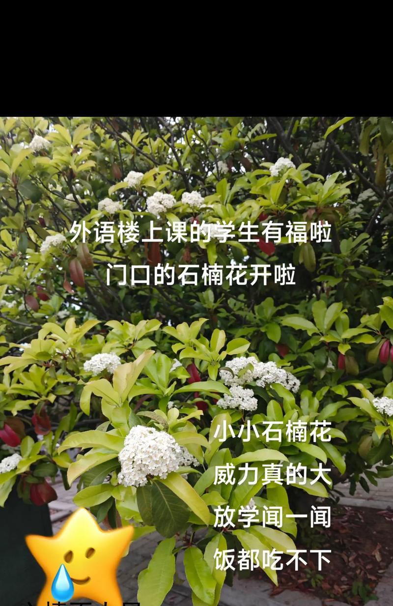 黑涩石楠的花语有何深意？
