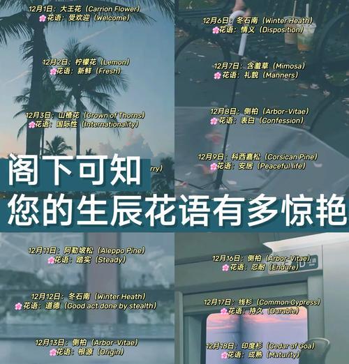 黑涩石楠的花语有何深意？
