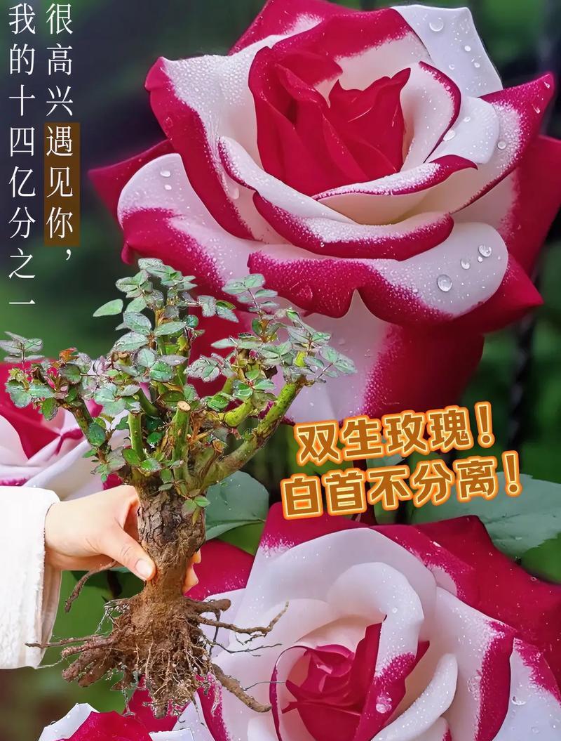 宝宝玫瑰花语是什么意思啊？宝宝玫瑰在花语中的寓意是什么？