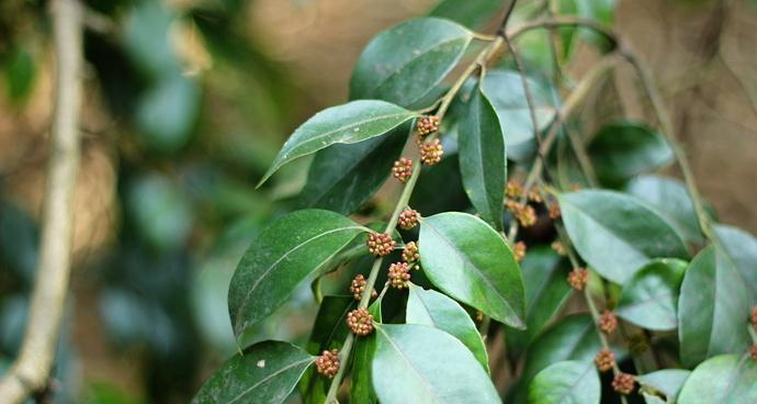 毛枝连蕊茶的花语代表什么？