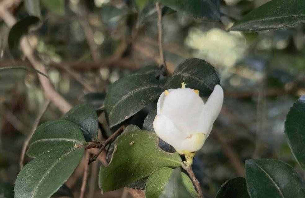 毛枝连蕊茶的花语代表什么？
