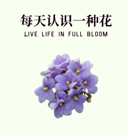 毛枝连蕊茶的花语代表什么？