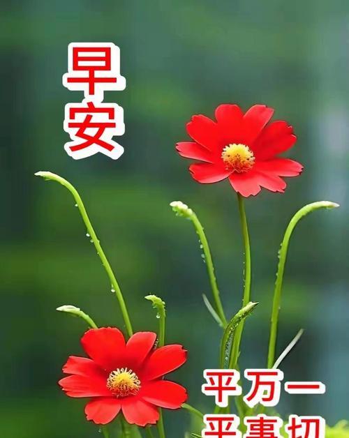 哪种花的花语是祝你幸福？