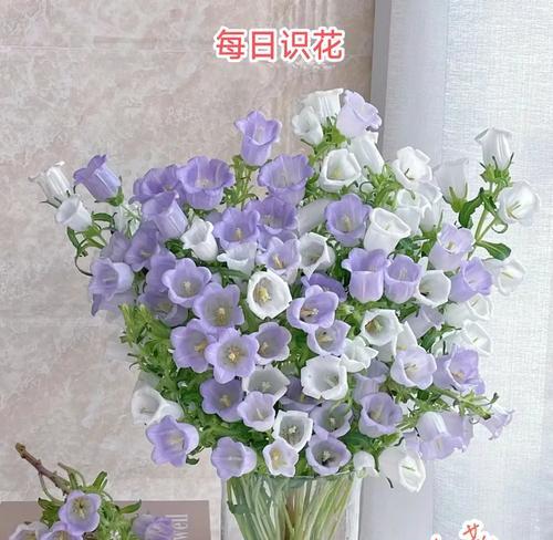 祈福风铃的花语是什么？祈福风铃代表什么？