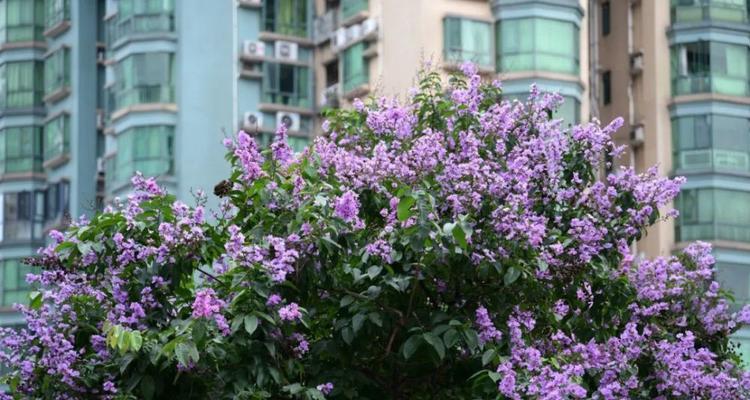 天气预报中加入花语有何意义？它如何影响我们的情绪？