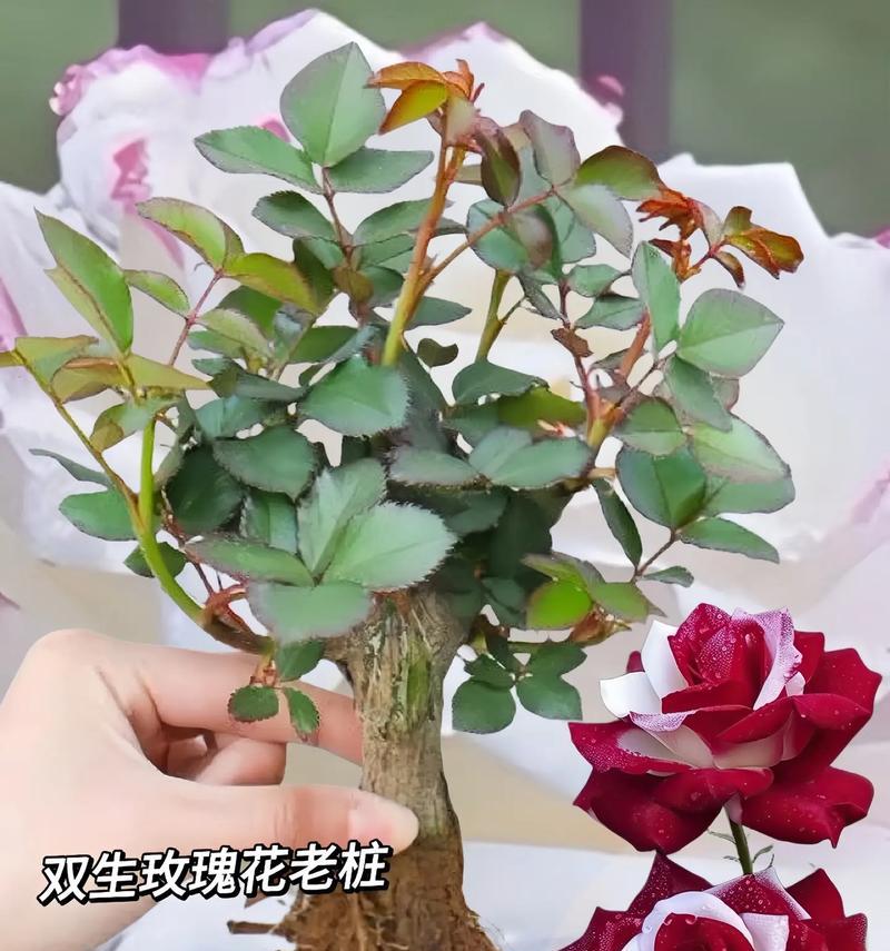 后院栽种玫瑰花有何寓意？玫瑰花在后院的象征意义是什么？