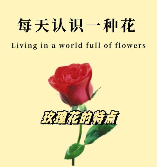 后院栽种玫瑰花有何寓意？玫瑰花在后院的象征意义是什么？