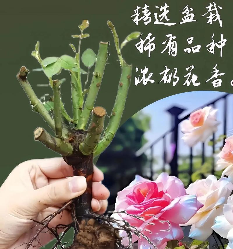 后院栽种玫瑰花有何寓意？玫瑰花在后院的象征意义是什么？