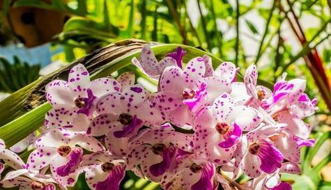 代表十年友谊的花语是什么？哪种花象征长久的友情？