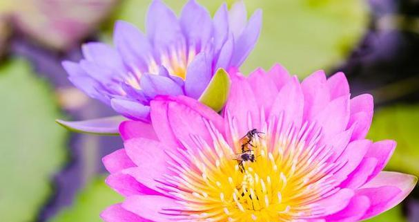 代表十年友谊的花语是什么？哪种花象征长久的友情？