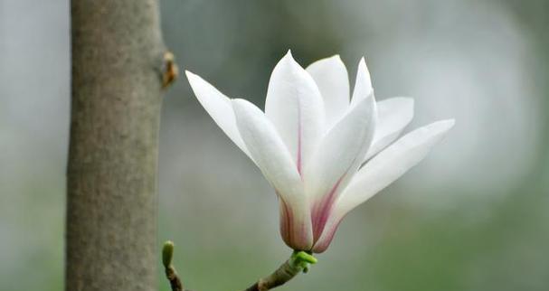 送给护士长的花语用什么花？
