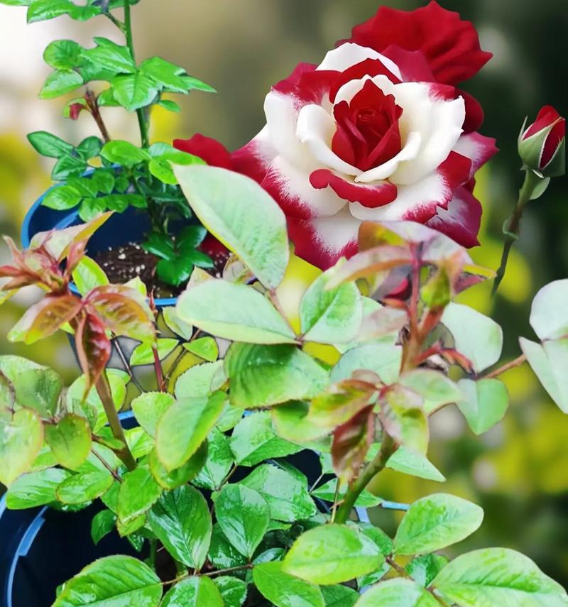 哪种花的花语代表新生命？这种花名是什么？