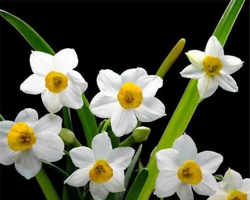 哪种花的花语代表新生命？这种花名是什么？