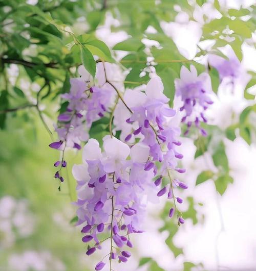 哪种花的花语代表了深深的思念？