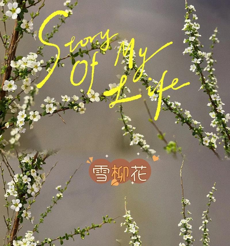雪柳的花语是什么？雪柳的花语含义是什么？