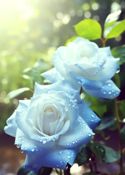 双镜里面白玫瑰花象征着什么？