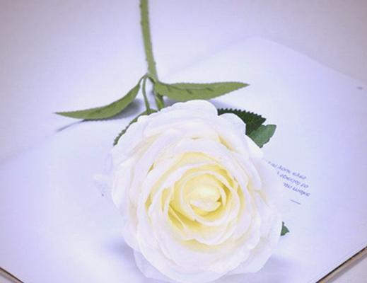 双镜里面白玫瑰花象征着什么？
