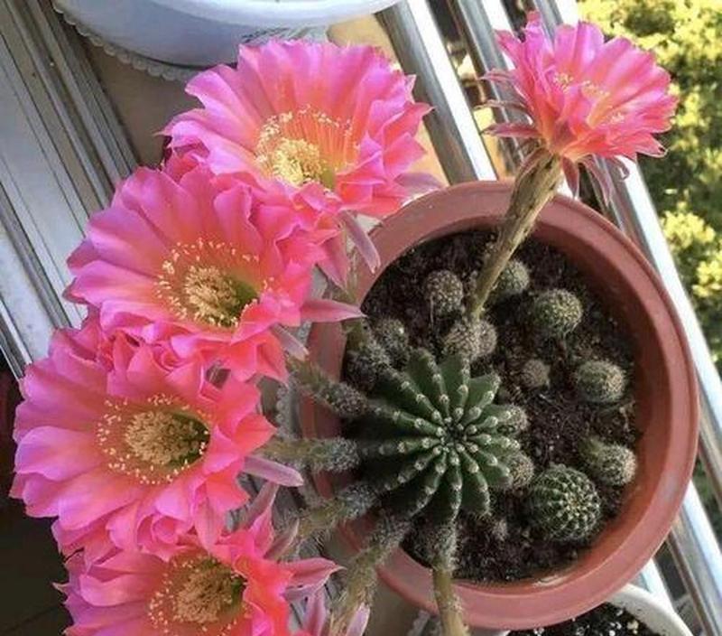 仙人球的花语有何特别之处？它象征着什么？