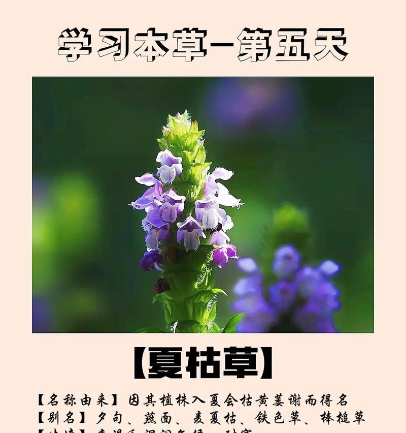枯枝开花的花语是什么？它象征着怎样的生命力？