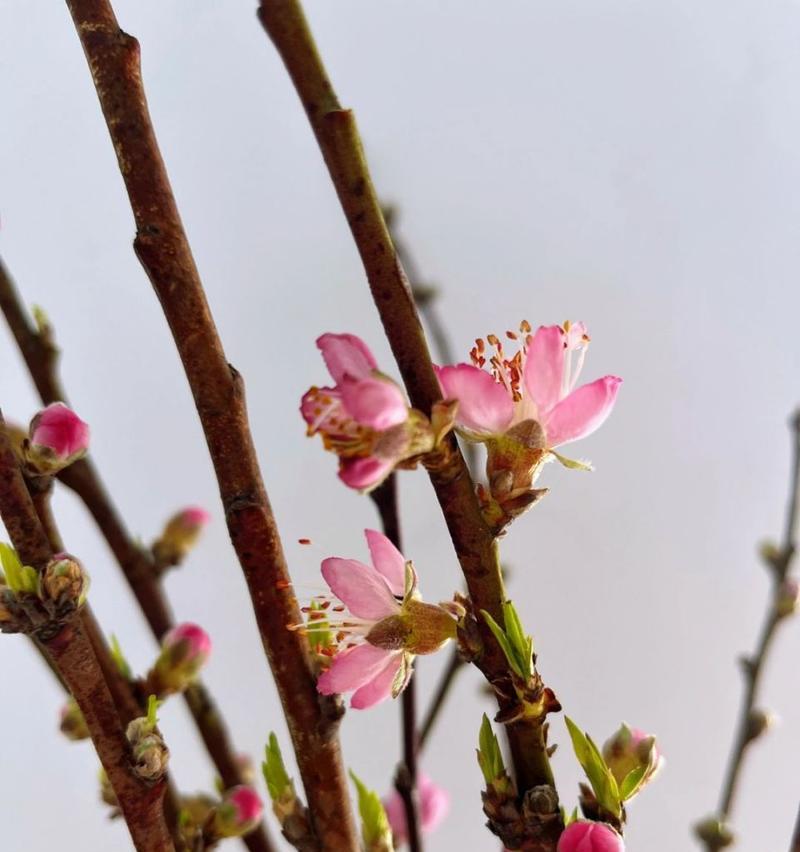 枯枝开花的花语是什么？它象征着怎样的生命力？