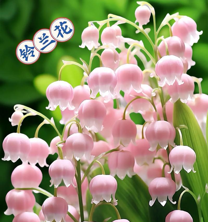 每种花都有哪些对应的花语？