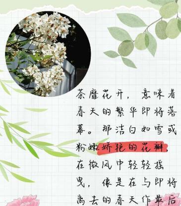 每种花都有哪些对应的花语？