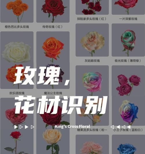求婚玫瑰花语是什么？玫瑰花代表的求婚含义是什么？