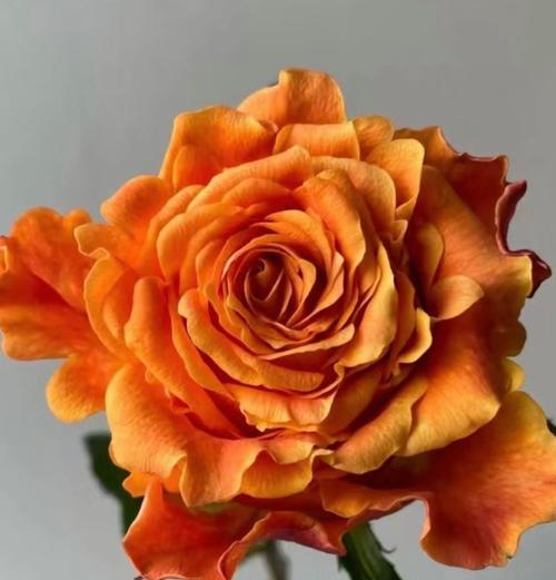 巨蟹座的命运花语通常是什么？