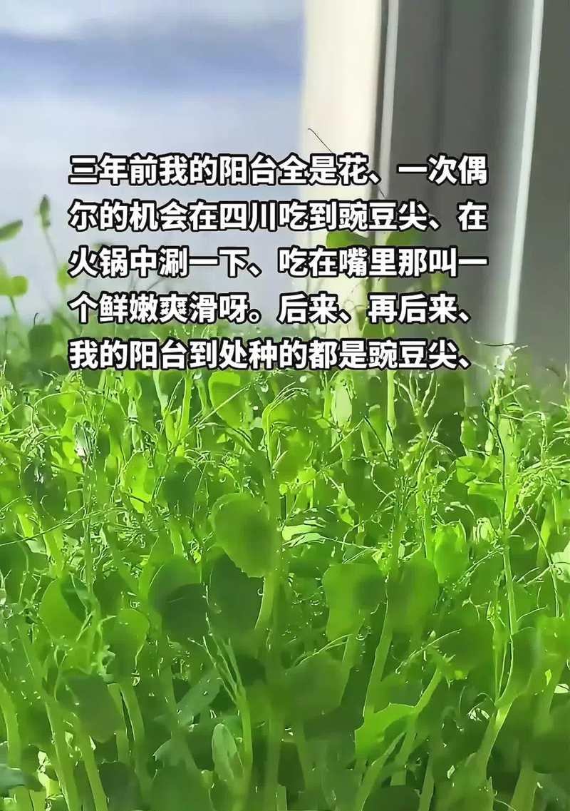 豌豆尖的花语是什么？它有哪些好听的寓意？